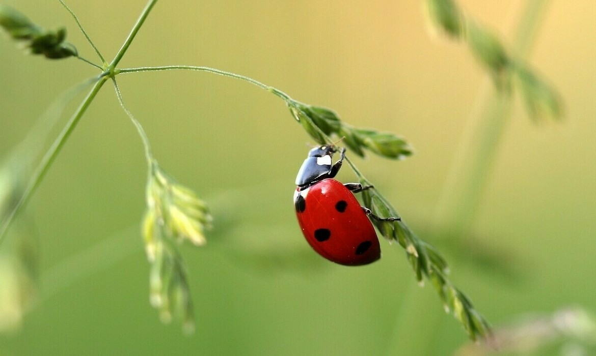 mmsi5qkci4_____ladybug-1480102_1280