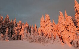 7ce13sgxl8_____IMG-20241212-WA0023