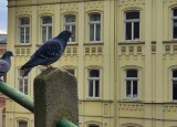 IMG_20241218_104728.jpg