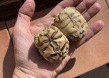 IMG_0059.JPEG