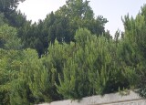 IMG_20250610_190129.jpg