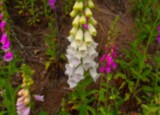 100_3842.JPG