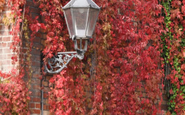 1oib25ytg1_____z1sz9mwulq-dsc-0465_1170_700_SHRINK_ONLY__85_jpg_