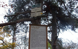 mfi57pukz7_____100_1905