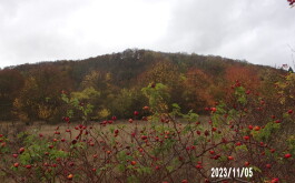 mfi57pukz7_____100_1905