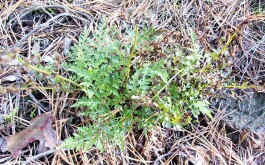 tm1oqvcghd_____100_3098