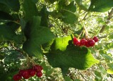 100_3093.JPG