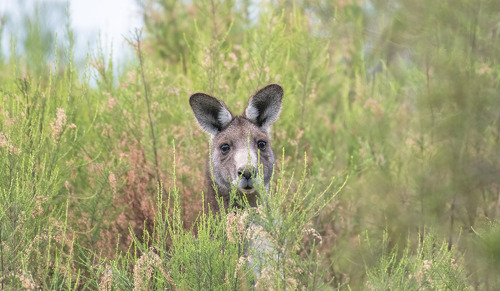 Výsledky Přírodovědného klokana 2019