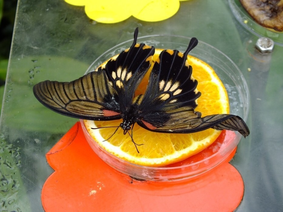 j621ox5i9e_____mr906ovktm-dscf0051_1170_700_SHRINK_ONLY__85_jpg_