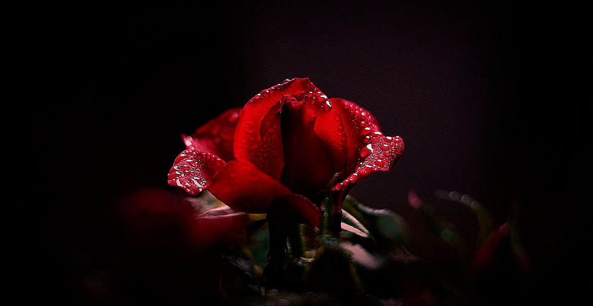 rnx1o2gmyl_____rose-g6b57e1e7b_1280