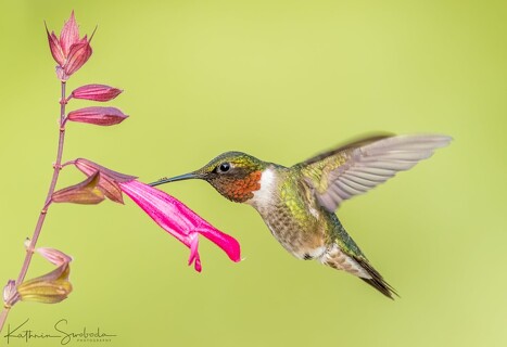 Postup do krajského kola v BIOolympiádě v kategorii D