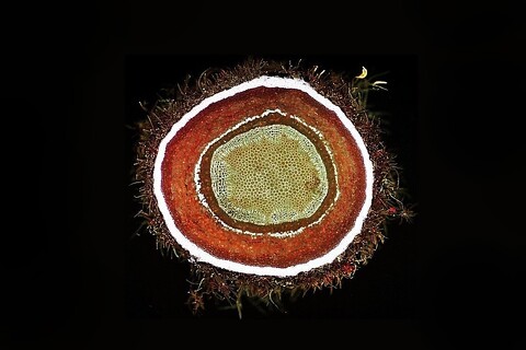 Výjezdní fluorescenční noc pro zájemce o biologii