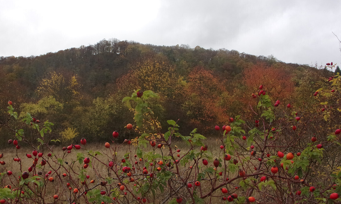 9p7nxjzrzb_____vladar