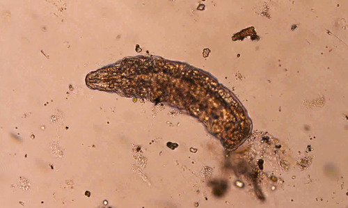 Želvuškový ráj na GZW