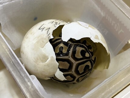 Inkubace želvích vajec v biologické laboratoři