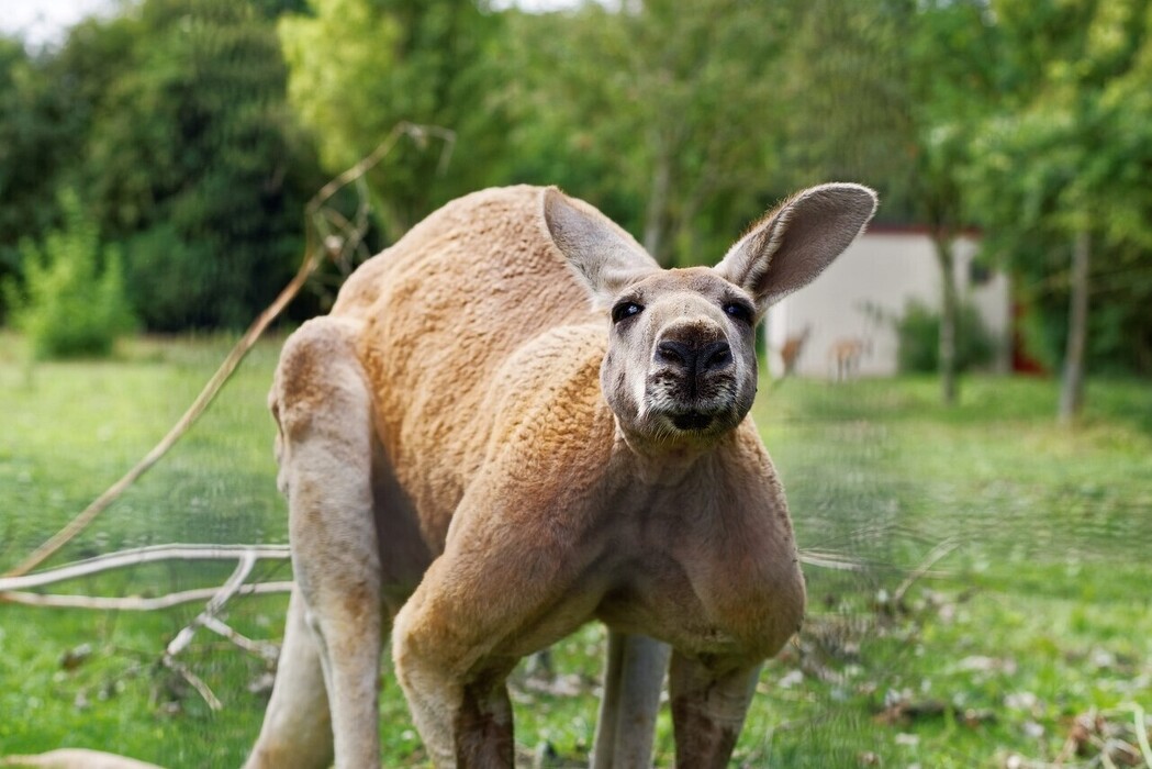 w1punvkl3c_____kangaroo-g7c12eb6f2_1920
