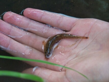 Biologický kroužek zahájil další sezónu...