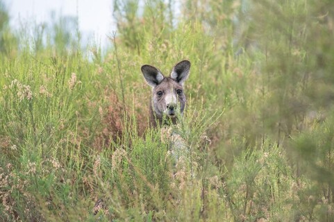 Matematický klokan: Michaela a Vilém doskákali na první příčku