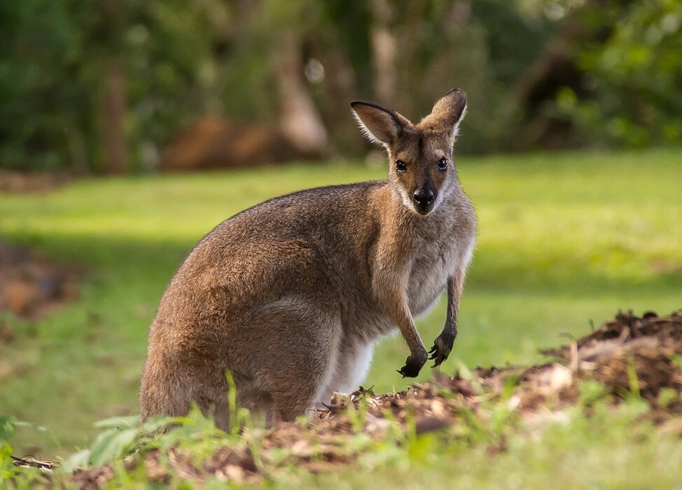 8fxjcwr6wq_____wallaby-2454033_1280