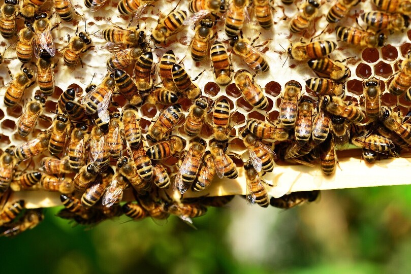 Přednáška - včelařství